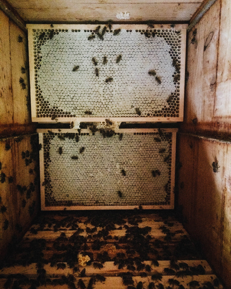 Marbee-all-natural-leather-balm-herstellung-3_Ernte-der-Honigwaben-im-Schweizerkasten