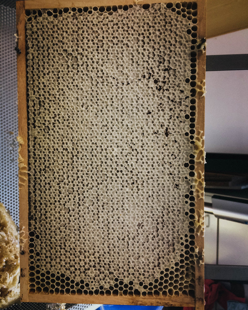 Marbee-all-natural-leather-balm-herstellung-5_Gewinnung-des-Abdeckelungswachses-für-die-Lederderpfleg