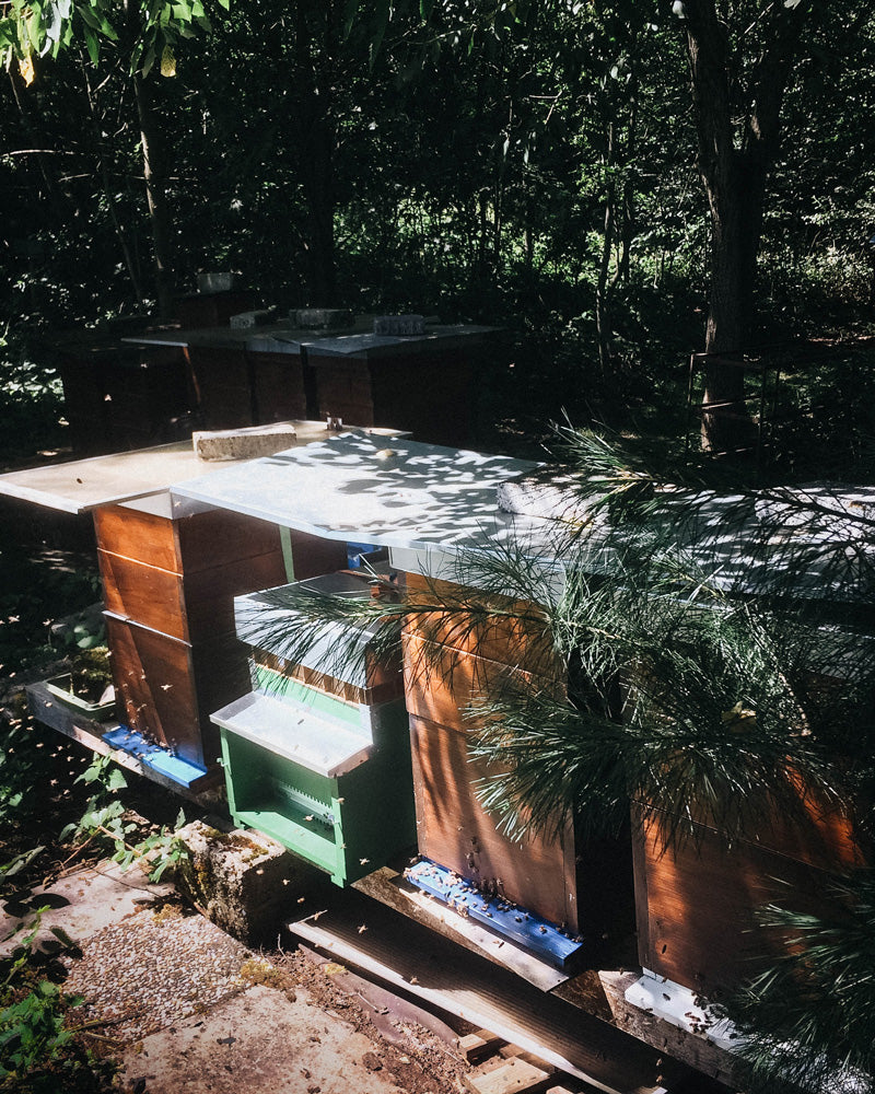 Marbee-all-natural-leather-balm-herstellung-1_Bienenstand-mit-Dadant-Magazinen