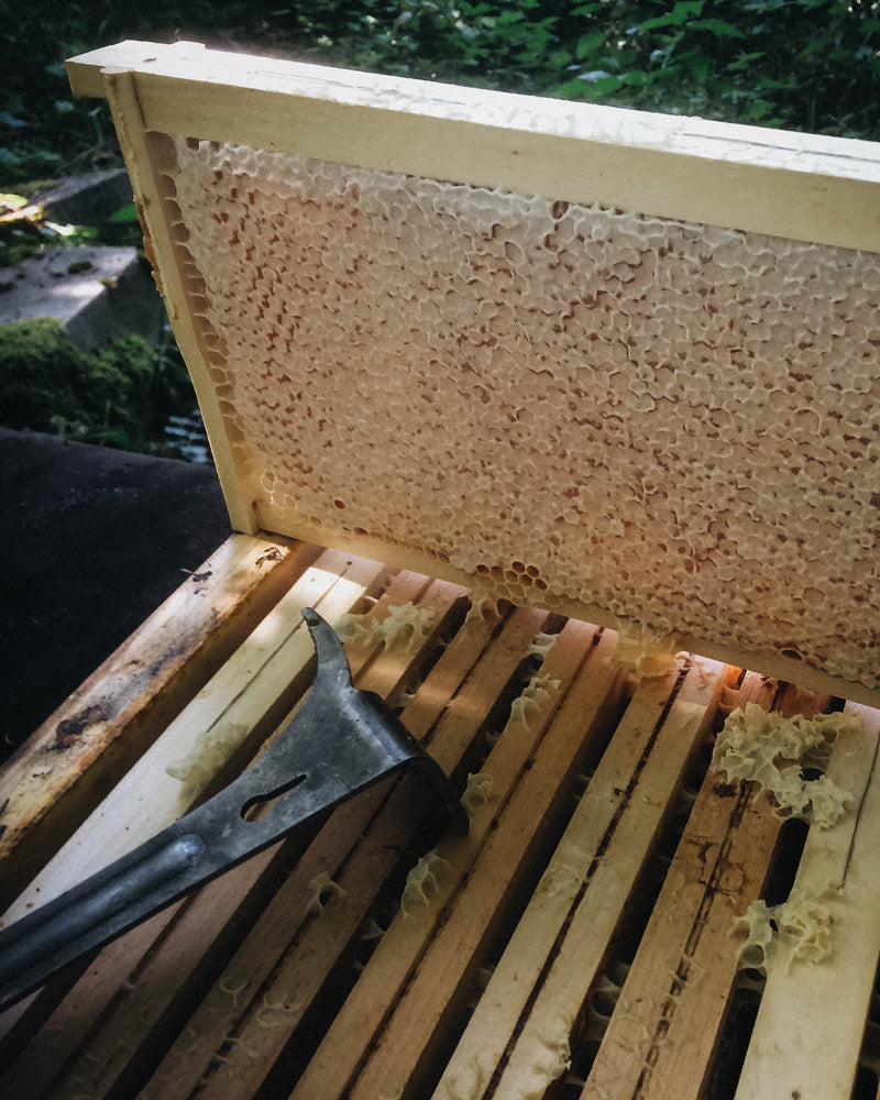 Marbee-all-natural-leather-balm-herstellung-4_Ernte-der-Honigwaben-im-Dadant-Magazin